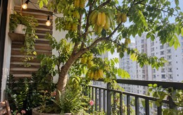 Tin vui cho những người đang trồng cây khế
