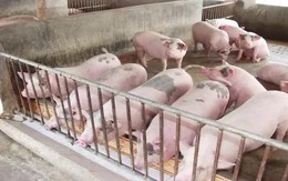 Giá lợn hơi tiếp tục giảm mạnh