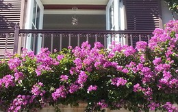 Tại sao ngày càng nhiều người trồng hoa giấy trong nhà?