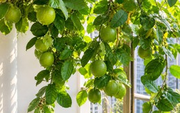 Tin vui cho những người đang trồng cây chanh