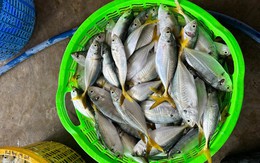 3 loại cá tốt bậc nhất cho người mỡ máu cao, ngừa bệnh tim: Chợ Việt cực sẵn nhưng nhiều người chưa biết mà ăn!