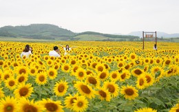 Tuần sau, bà Thái Hương mở cửa miễn phí cánh đồng hướng dương 500.000m2, cơ hội ngắm hoa từ khinh khí cầu trong 2 ngày