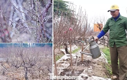 Lý do đào La Cả không vội Tết