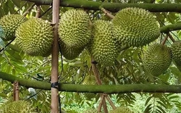 Sầu riêng Việt Nam thắng lớn tại Trung Quốc