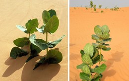 Trung Quốc biến sa mạc Gobi thành rừng cao su quân sự