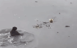 Đôi vợ chồng cứu cụ ông ngã xuống sông giữa ngày giá rét ở Hà Nội: Nạn nhân phải nhập viện phẫu thuật