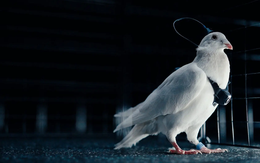 Phát minh như khoa học viễn tưởng của Nga gây chấn động giới công nghệ: Cấy chip não biến chim bồ câu thành thiết bị bay, không lo hết pin, tiếp cận được mọi địa hình