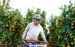 Nghề chở cây thuê ngày Tết