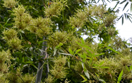 Một cây bạc tỷ của Việt Nam vừa lập kỷ lục xuất khẩu cao nhất lịch sử: Tổng thu hơn 300 triệu USD, doanh nghiệp nào đóng góp lớn nhất?