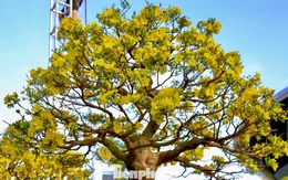 Mai vàng 500 triệu đồng xuống phố