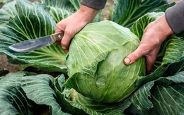 Bắp cải được phun formaldehyde thường có 3 đặc điểm, biết được bí mật này tôi đã không bao giờ mua bắp cải một cách mù quáng nữa!
