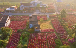 Choáng ngợp trước "nhà máy" hoa Tết rộng bằng 1.400 sân bóng đá tại miền Tây