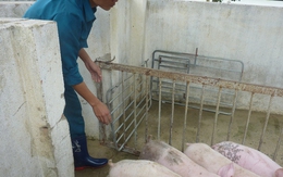 Giá heo hơi hôm nay, 11-2: Thịt heo ồ ạt về chợ, giá cả biến động bất ngờ