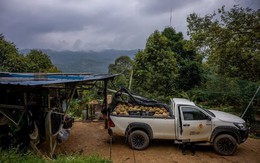 Đua nhau trồng ‘sản vật trời ban’, nông dân nước Đông Nam Á nay lao đao vì Trung Quốc giảm mua, giá rớt thê thảm, Thái Lan có thể là 'nạn nhân' kế tiếp