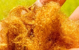 ‘Tơ vàng’ quý hiếm của đại dương tái xuất: Nhà khoa học Hàn Quốc hồi sinh thành công vật liệu xa xỉ giữ ánh kim hàng nghìn năm