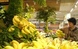 Chuối Tiến Vua khan hiếm do thời tiết, sản lượng giảm mạnh