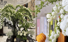 Dân sành chơi mê tít loài hoa nở rộ như thác nước mùa xuân, vừa đẹp tinh khôi vừa được tin là mang may mắn