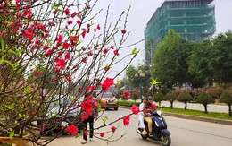 Đào nở thắm phố phường, tiểu thương đành phải chặt bỏ cây không kịp vào Tết