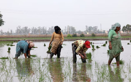 Vừa tuyên bố sẽ tự túc lương thực, khách ruột của gạo Việt lên kế hoạch đẩy mạnh xuất khẩu, 1 triệu tấn sẽ xuất đi những đâu?