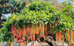 3 loại cây nên trồng trước cửa nhà vào năm mới: Vừa “hút” tài lộc, vừa đẹp sang, may mắn