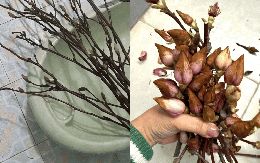 Cái kết "tàn canh gió lạnh" của dân chơi mộc lan Tết