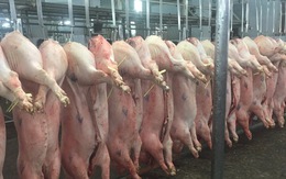 Giá heo hơi hôm nay, 13-2: Diễn biến lạ tại chợ đầu mối