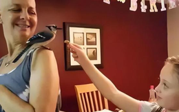 Được cứu sống lúc hấp hối, chú chim nhỏ "trả ơn" người phụ nữ mắc ung thư theo cách bác sĩ cũng ngỡ ngàng