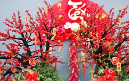 Đào đông khoe sắc đỏ rực đón Tết, giá lên đến vài trăm triệu đồng