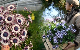 Bị chê giống... hình virus khiến nhiều người e dè chưng Tết, nhưng loài cúc "người ngoài hành tinh" này lại giấu một bí mật chữa lành kinh ngạc