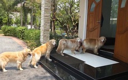 Cận Tết 2026: Nhà có 6 điều này báo hiệu điềm lành, vận khí khởi sắc