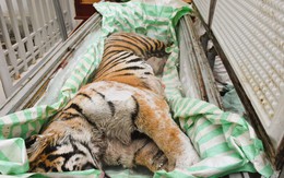 Phát hiện 2 cá thể hổ cấp đông trong hầm một ngôi nhà ở Thanh Hóa: Bí mật sau cánh cửa sắt khiến nhiều người rùng mình