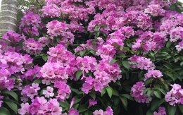 5 loài hoa nên tránh cắm ngày Tết: Tán lộc, đặt đâu trong nhà cũng không tốt cho sức khỏe