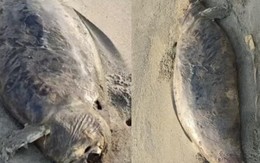 “Nàng tiên cá” đã tuyệt chủng vừa tái xuất? Phát hiện xác sinh vật bí ẩn dài 1,5 mét, phần đầu đã phân hủy