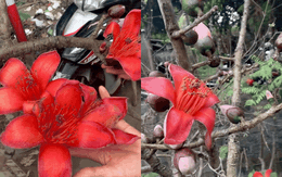 Thú chơi hoa Tết "độc lạ": Ngã ngửa với cành hoa gạo Sapa giá 600k, nghe xong nguồn gốc dân tình khuyên thật lòng "có cho cũng đừng cắm"