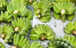 'Cháy hàng' chuối xanh lộc tài 700.000/nải