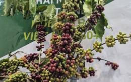 Năm hoàng kim của cà phê Việt Nam