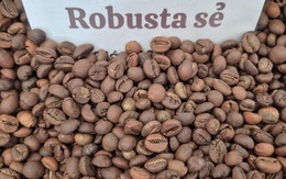 Giá cà phê hôm nay 16-2: Việt Nam là thị trường cung cấp thứ 3 cho Trung Quốc