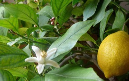 3 loại cây 'đẻ ra vàng' nên trồng trong nhà: Không chỉ 'hút' tài lộc mà còn bồi bổ sức khỏe