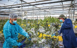 Phát minh của Israel “dậy sóng ngành nông nghiệp sạch toàn cầu”