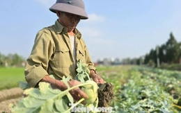 Rau củ được mùa, vì sao nông dân lại mất Tết?