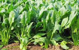 3 loại rau dưỡng gan, bổ khí huyết, ăn vào đến đâu người khỏe ra đến đó đang đầy chợ Việt