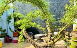 ‘Hô biến’ gốc tre thành tác phẩm bonsai độc đáo
