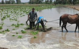 Philippines, Indonesia dừng nhập khẩu, điểm danh loạt doanh nghiệp xuất khẩu gạo vẫn đón tin vui