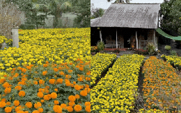 Tết trong khu vườn 3.000m2 ở miền Tây: Hoa nở rộ khắp vườn, gia chủ chăm chút từng khóm hoa từ 2 tháng trước