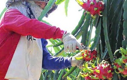 Thanh long Tây Ninh ngày Tết "ngọt" nhưng vẫn nặng nỗi lo