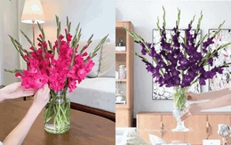 Hơn 1,2 vạn người đã áp dụng: Cách chăm lay ơn nở đều tăm tắp, bền xuyên Tết không phải ai cũng biết