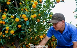 Quất 'khủng' giá hàng chục triệu đồng xuống phố đón Tết