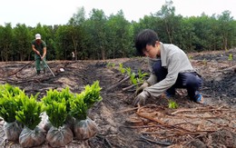 Ba loại cây tạo ra "vàng ròng" nên trồng năm 2026