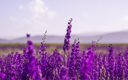 Một doanh nghiệp báo lãi quý 4 đột biến, cổ phiếu lập tức "trần cứng"