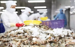 Mỹ giảm mạnh thuế chống bán phá giá với tôm Việt